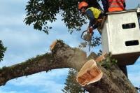 Big River Tree Services image 4